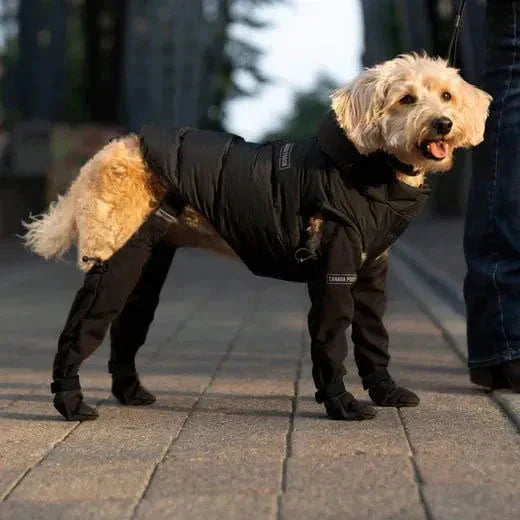 PawArmor™ Happy Paws Anywhere