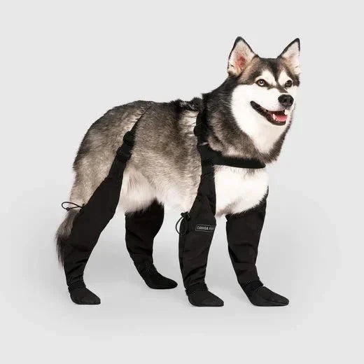 PawArmor™ Happy Paws Anywhere