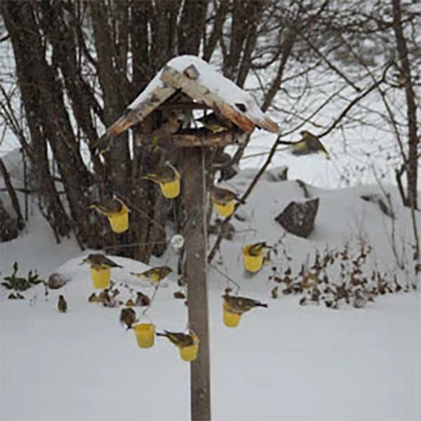 FeederMagic™ Whimsical Bird Entertainment