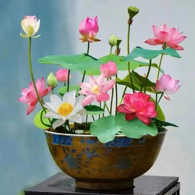 LushLotus™ Cultivate Natural Beauty