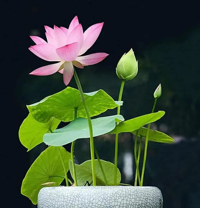 LushLotus™ Cultivate Natural Beauty