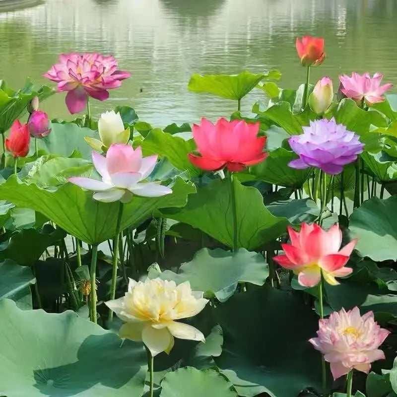 LushLotus™ Cultivate Natural Beauty
