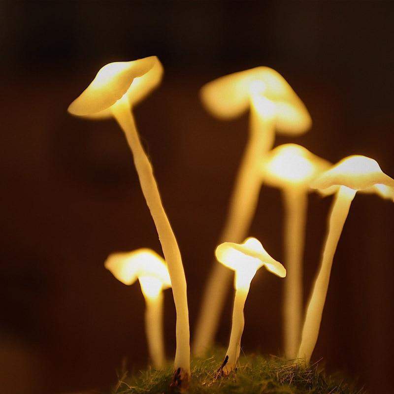 DIY Table Lamp Set – Luminshroom