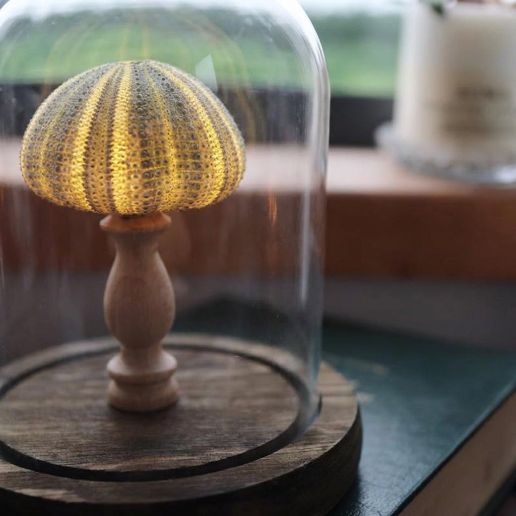 Seashell Inspired Nightlight - Ocealyn
