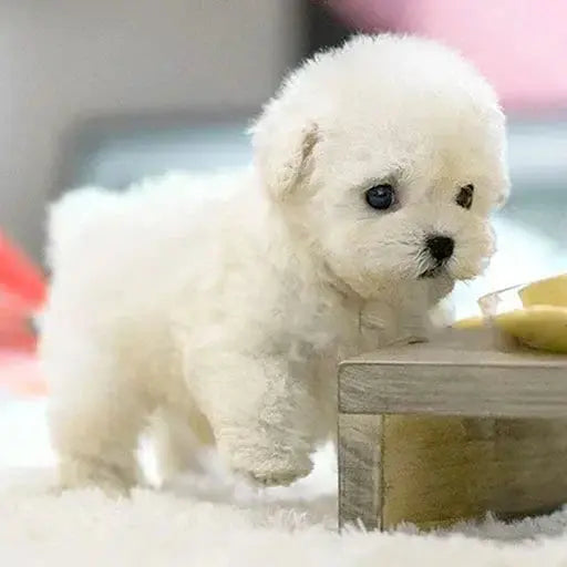 SnugglePup™ — Experience Heartwarming Puppy Love Without the Hassle