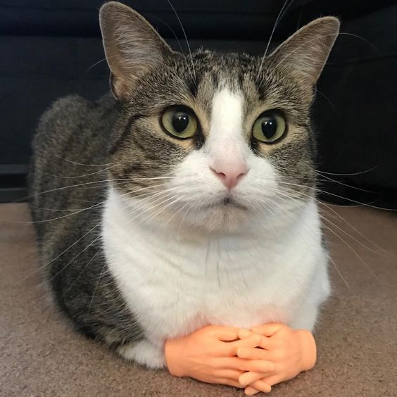 CatPal™ Instant Cat Engagement