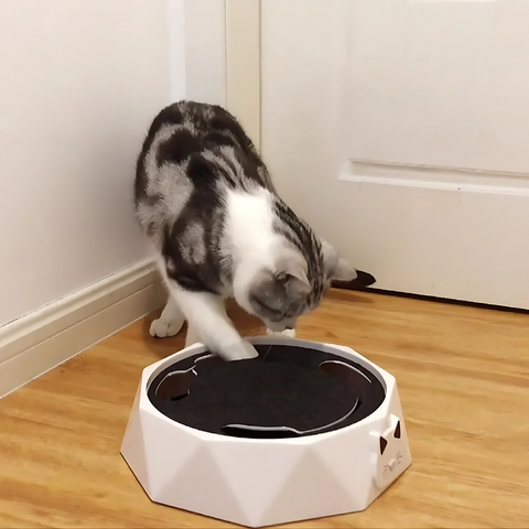 WhiskerChase™ Active Feline Entertainment